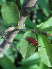 Lopheros rubens