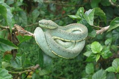 Bothrops bilineatus