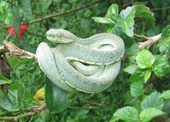 Bothrops bilineatus