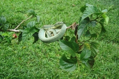 Bothrops bilineatus