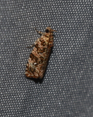 Phaecasiophora niveiguttana