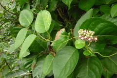 Cynanchum lanhsuense