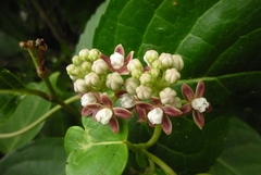 Cynanchum lanhsuense