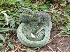 Bothrops bilineatus