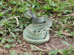 Bothrops bilineatus