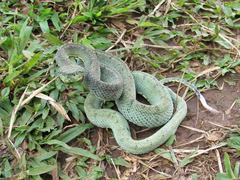 Bothrops bilineatus