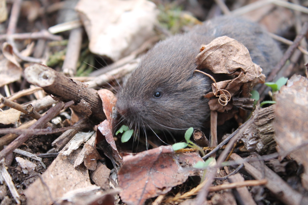 Woodland Vole