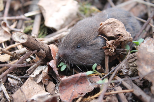 Woodland Vole photographed in Oregon