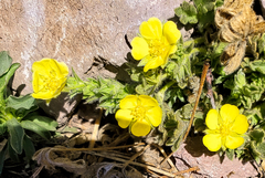 Potentilla concinna