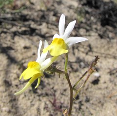 Nemesia anisocarpa