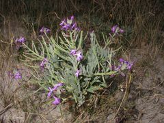 Matthiola sinuata