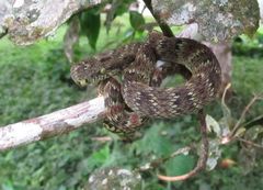 Bothrops pulcher