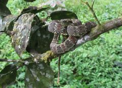 Bothrops pulcher