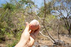 Annona longiflora
