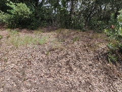 Dichelostemma congestum