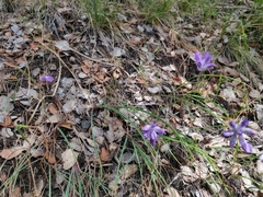 Dichelostemma congestum