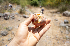 Annona longiflora
