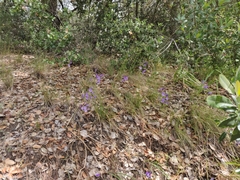 Dichelostemma congestum