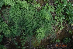Adiantum poiretii