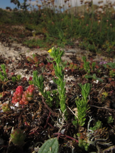 Image of Linaria arenaria by no rights reserved