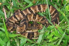 Bothrops taeniatus