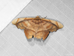 Fascellina viridicosta