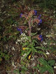 Anchusa calcarea