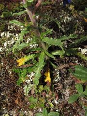 Anchusa calcarea