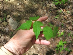 Toxicodendron radicans pubens
