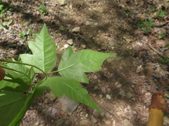 Toxicodendron radicans pubens