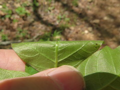 Toxicodendron radicans pubens