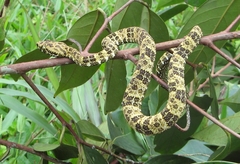 Bothrops taeniatus