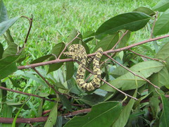 Bothrops taeniatus