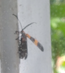 Calopteron discrepans