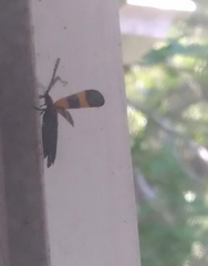 Calopteron discrepans