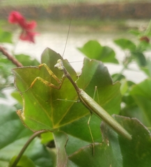 Stagmomantis theophila