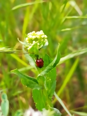Hippodamia variegata