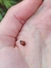 Hippodamia variegata