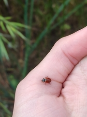 Hippodamia variegata