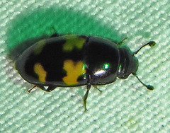 Glischrochilus fasciatus