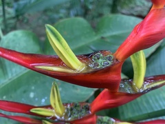 Heliconia
