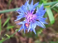 Hippodamia variegata