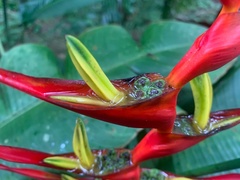 Heliconia