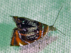 Prochoreutis inflatella