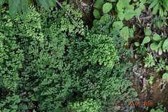 Adiantum poiretii