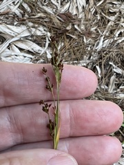 Rhynchospora microcarpa