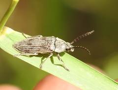 Dascillus davidsoni