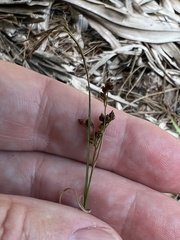 Rhynchospora microcarpa