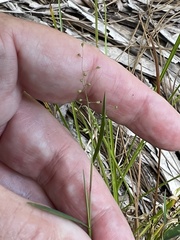 Rhynchospora microcarpa