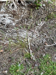 Rhynchospora microcarpa